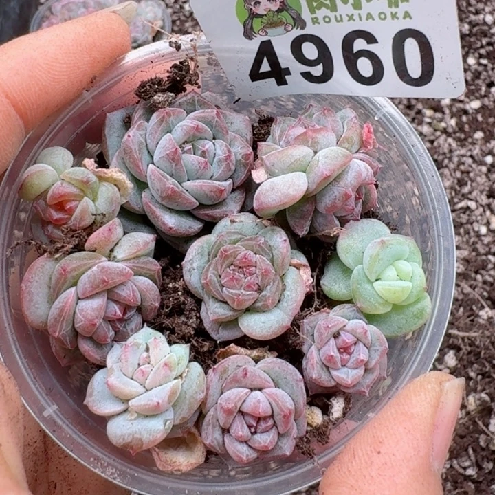 多肉植物多肉植物