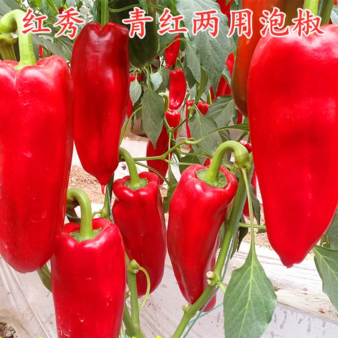 红泡椒种子港椒种籽四季子弹头辣椒青红两用泡椒四季蔬菜包邮红秀
