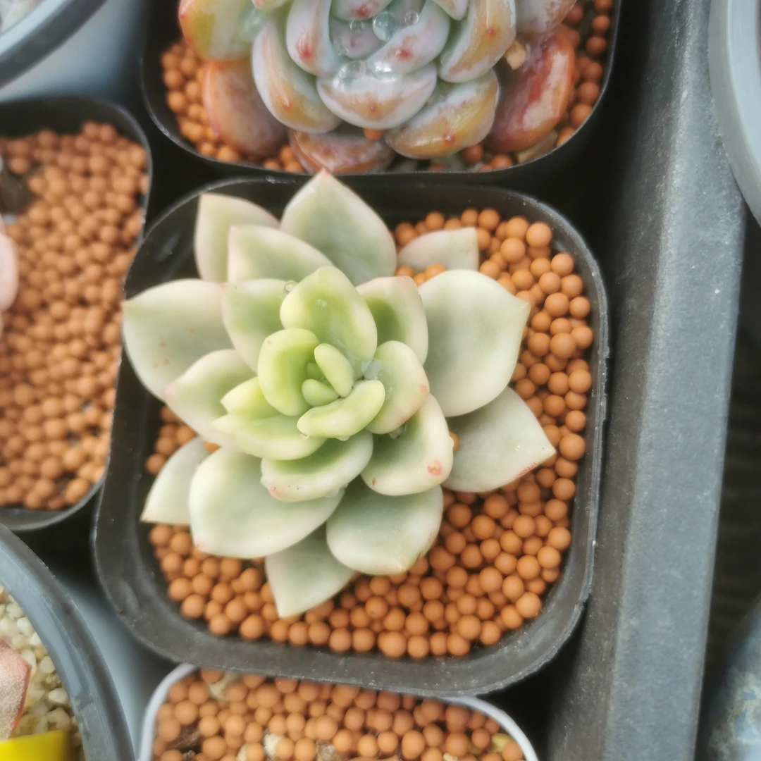 祝之松锦多肉植物多肉