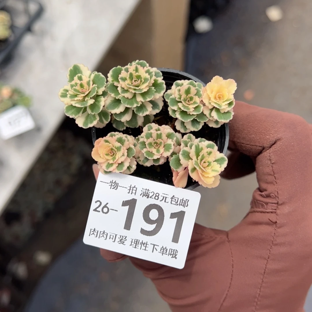 亚特兰蒂斯多肉多肉多肉多肉