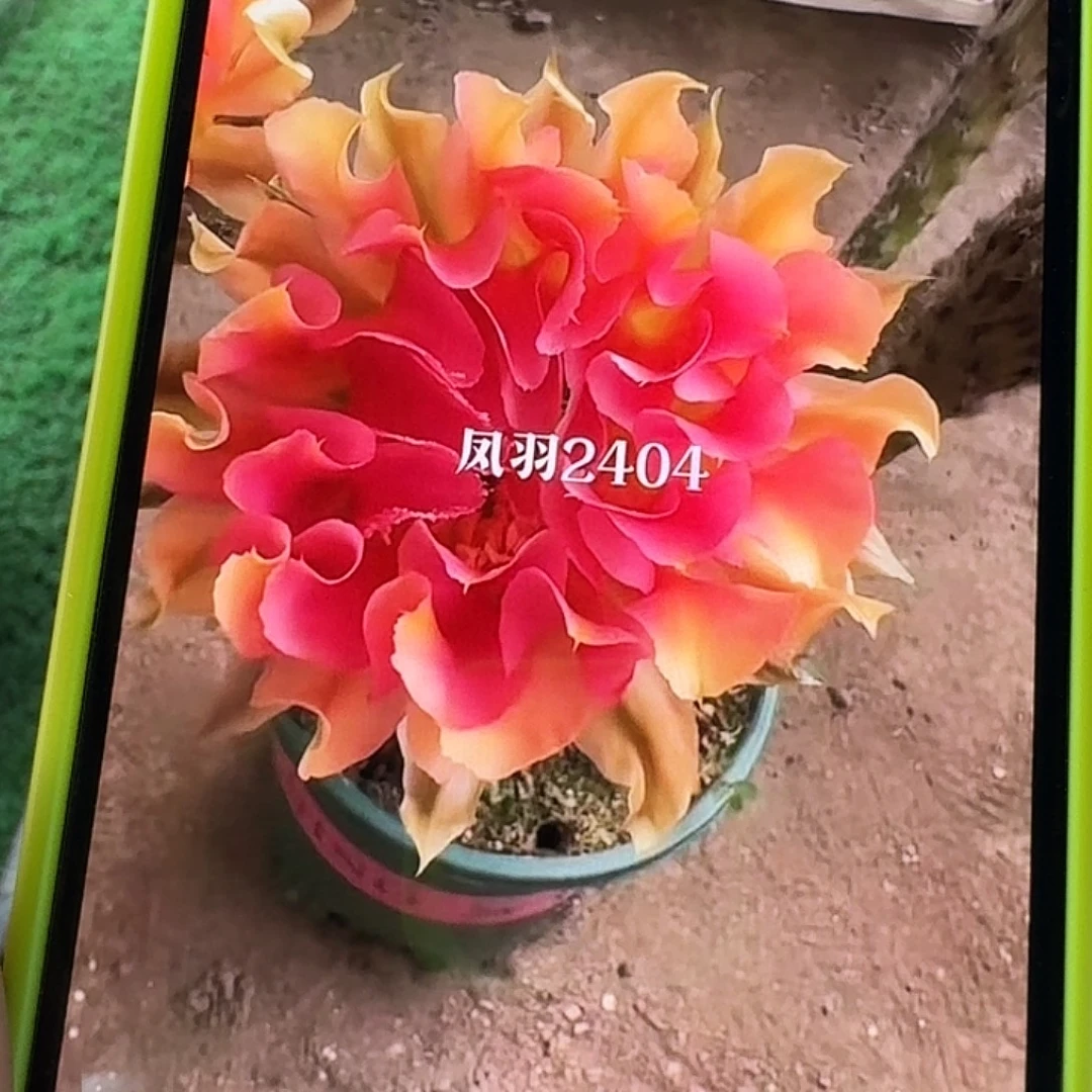 凤羽2404侧芽，尺寸以直播间看到的为准，偏远地区不包邮！