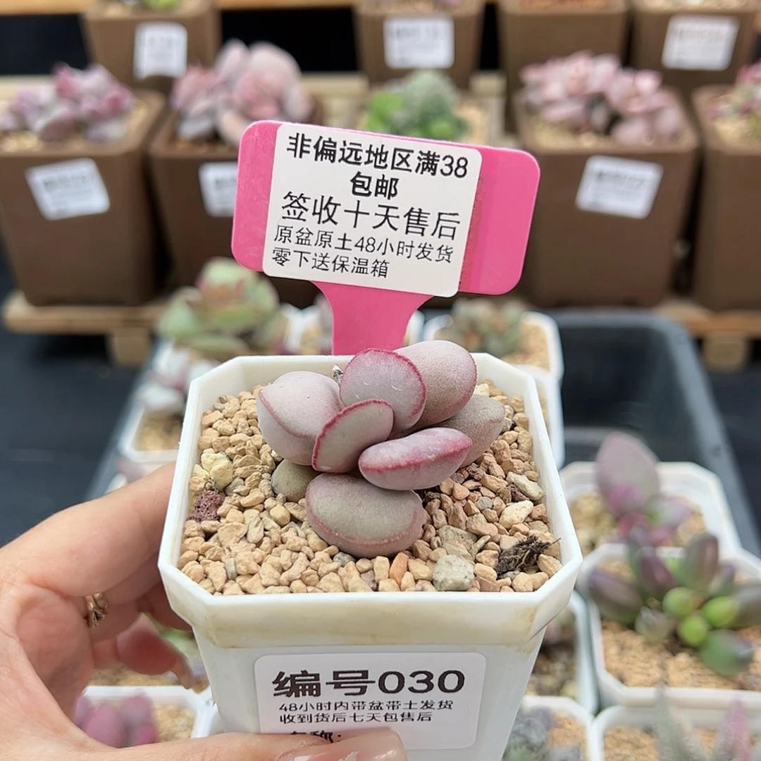 030白肌红蛋多肉植物