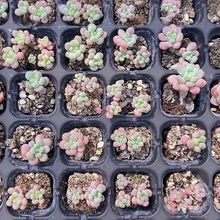 61 多肉植物盆栽花卉