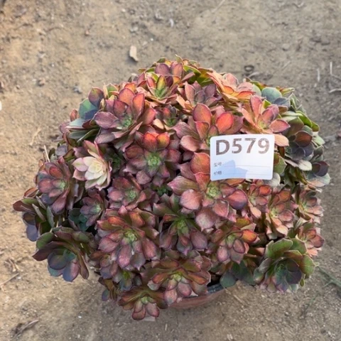 多肉植物海王七彩