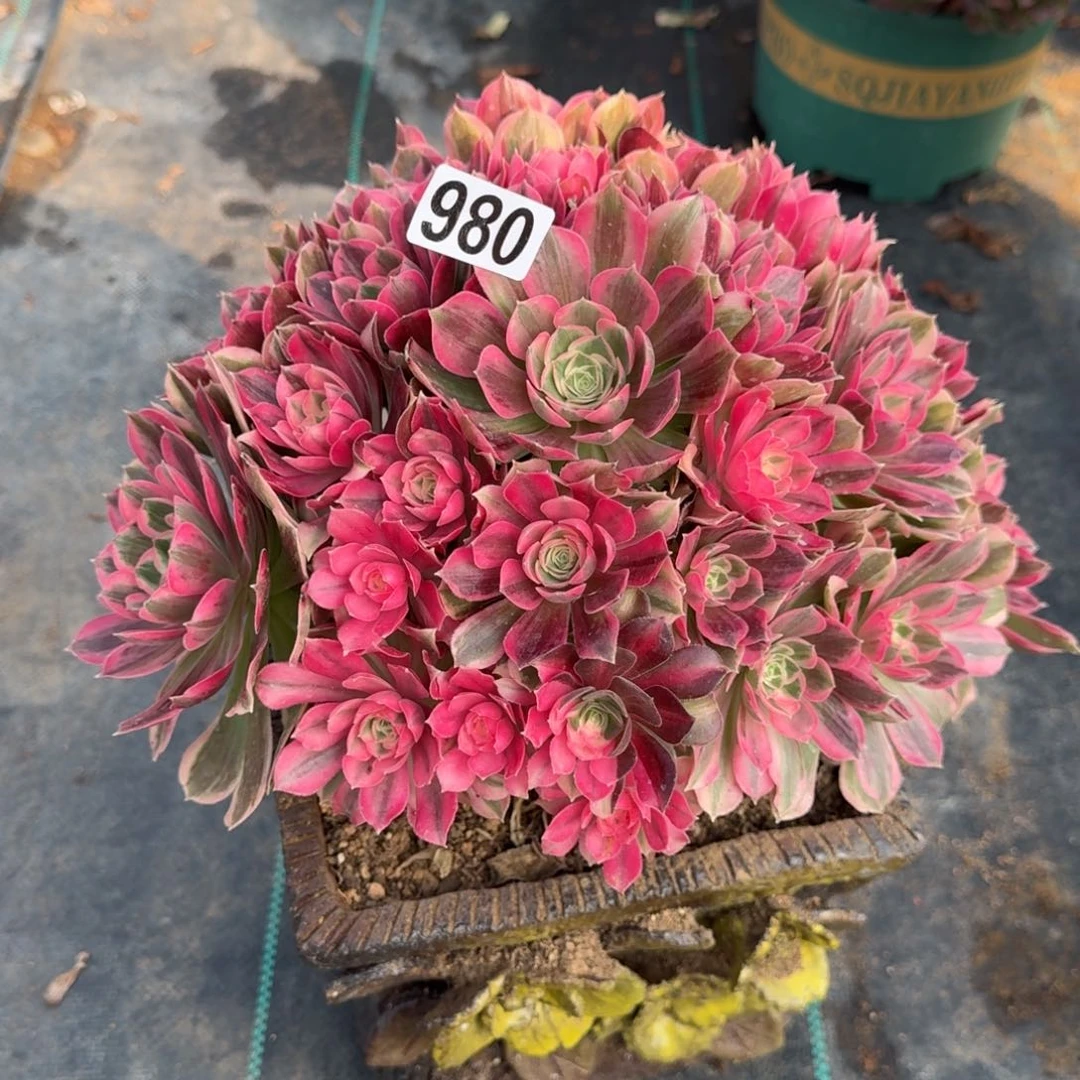 980男神多肉植物