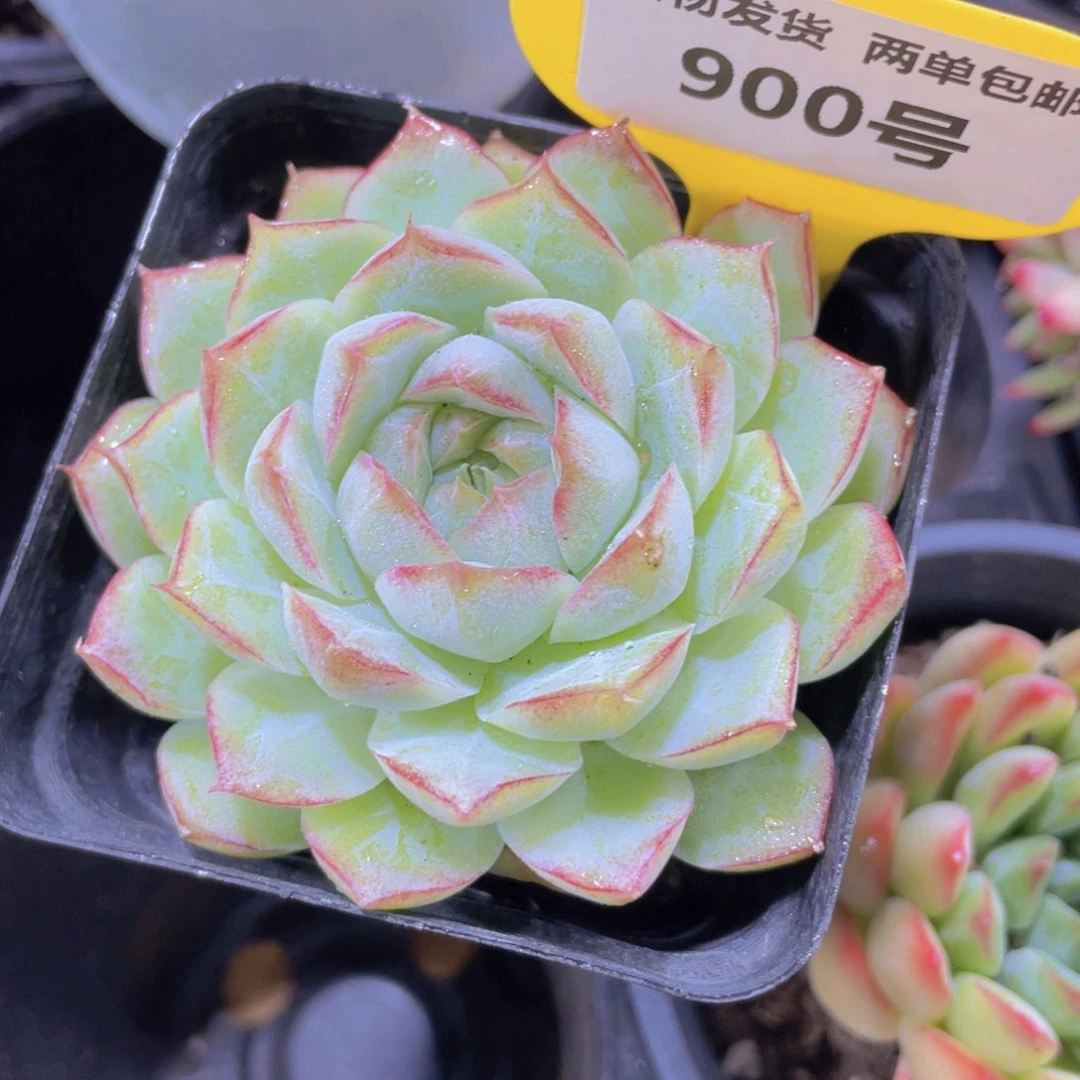 900号 宽叶精品女王