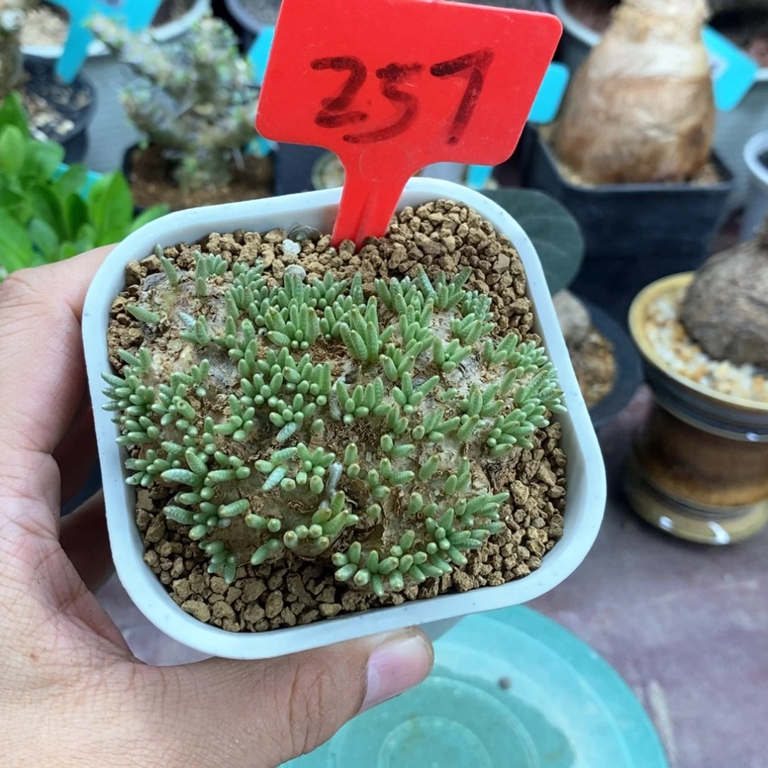 韧锦块根多肉植物