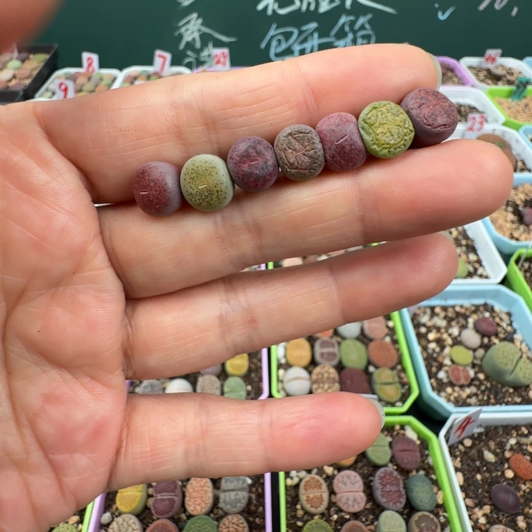 特价一手紫薰不售后 0.9cm