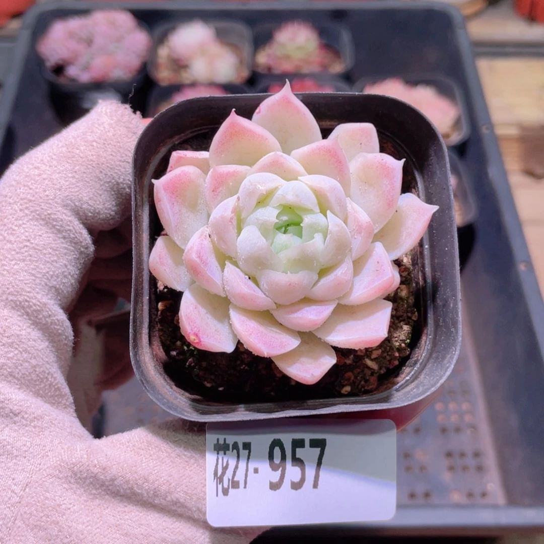 花利美27-957白月影