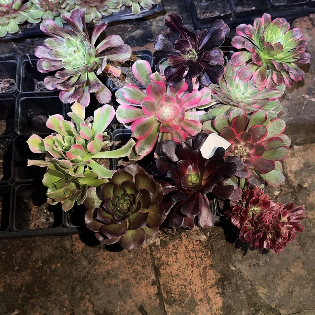 多肉植物组合10颗495