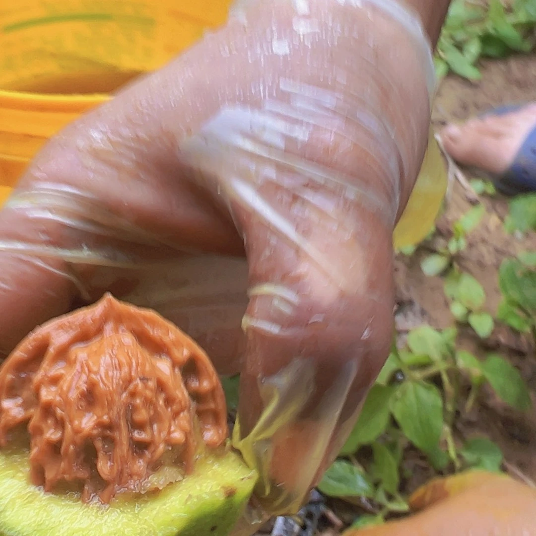 桃核吊坠全尺寸青皮盘山四个随机发