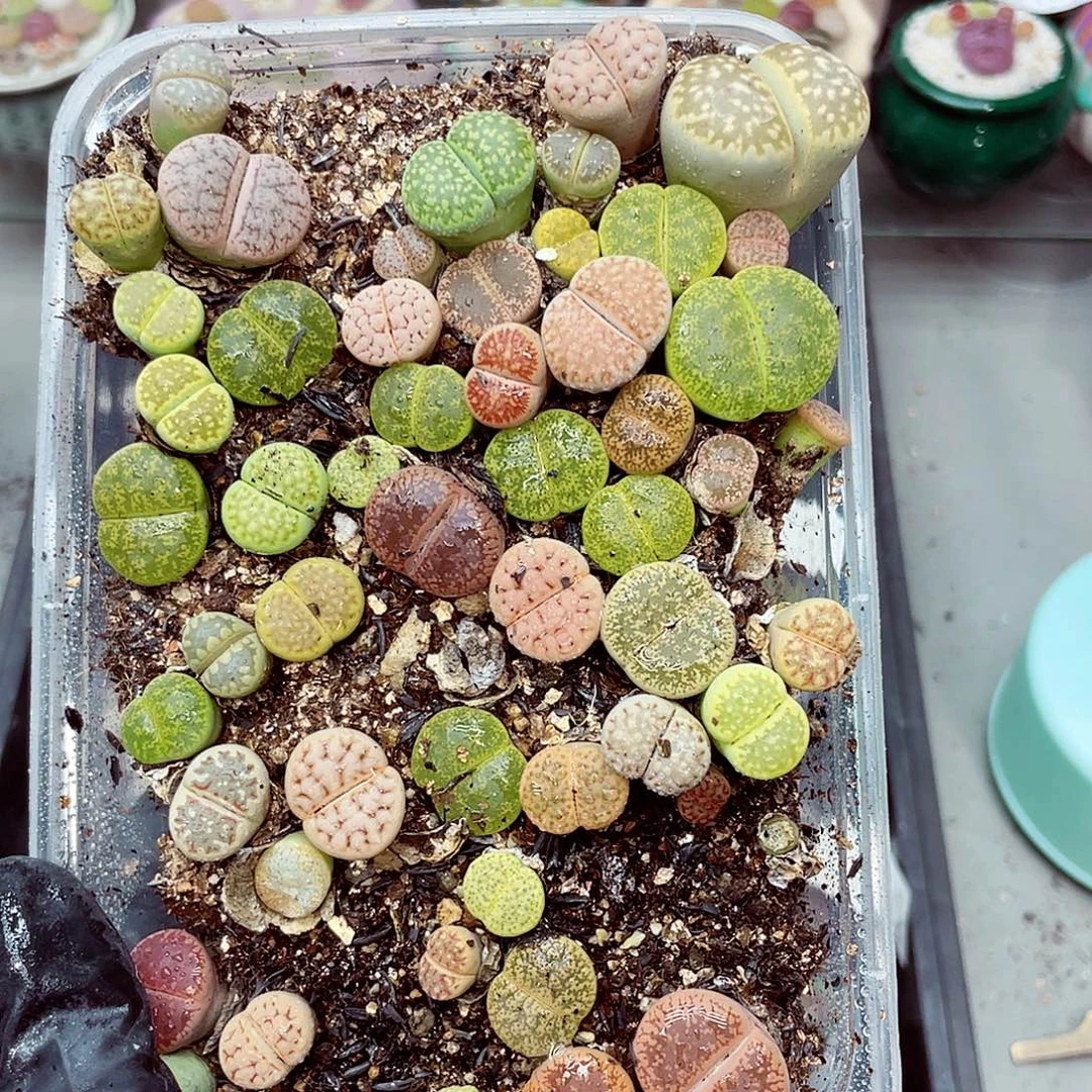 生石花满18包邮0927-159