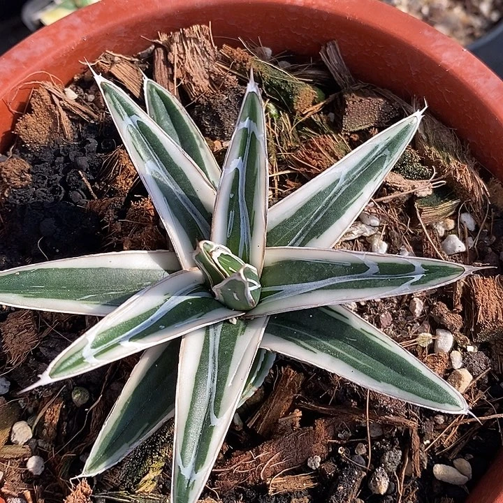 冰山。    …：  一个