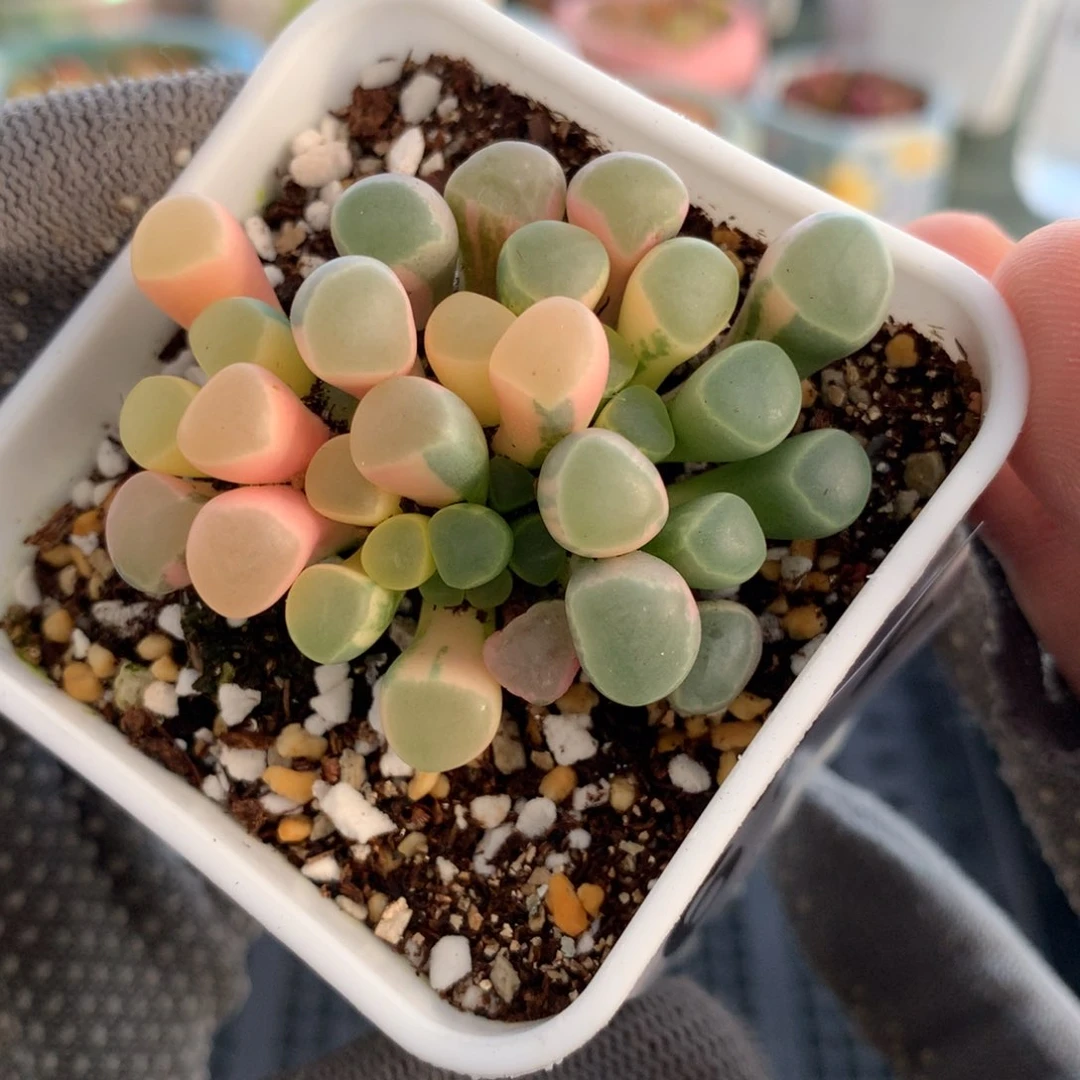 672锦母本母本母本