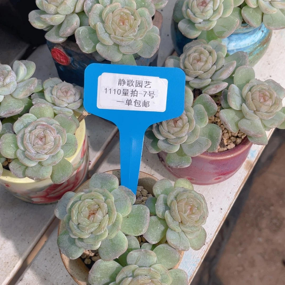 1110-7-糖心白色恋人群一颗量拍