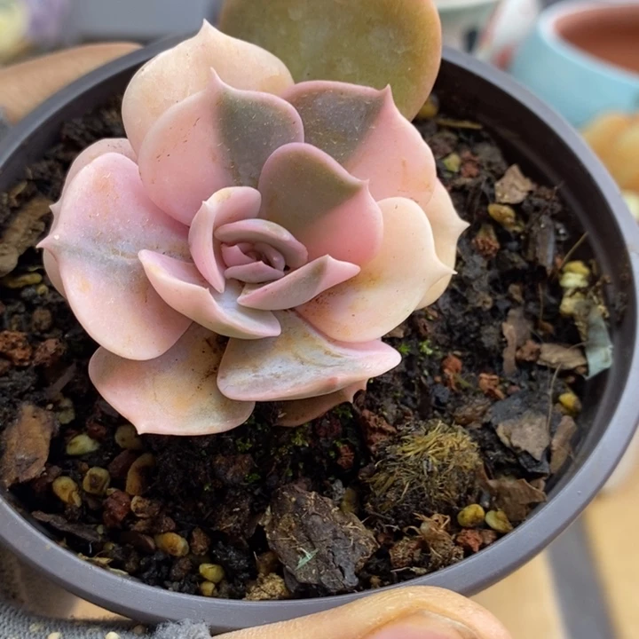 004双子座锦锦锦锦锦锦锦锦锦