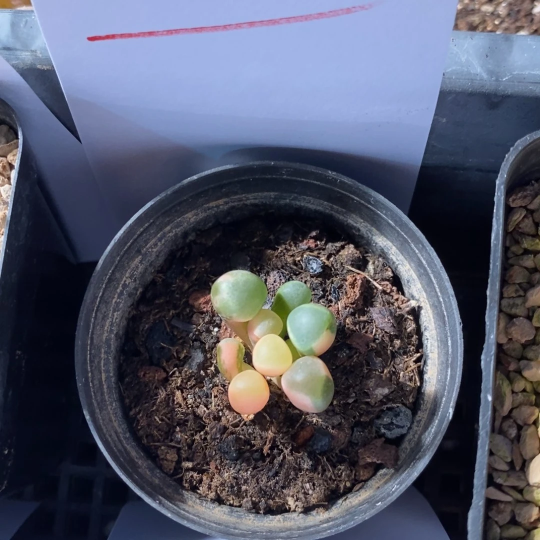 24315。 五十林锦。