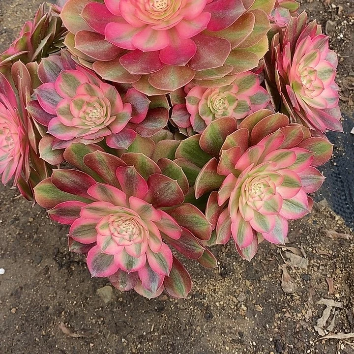 多肉植物火龙果287多肉