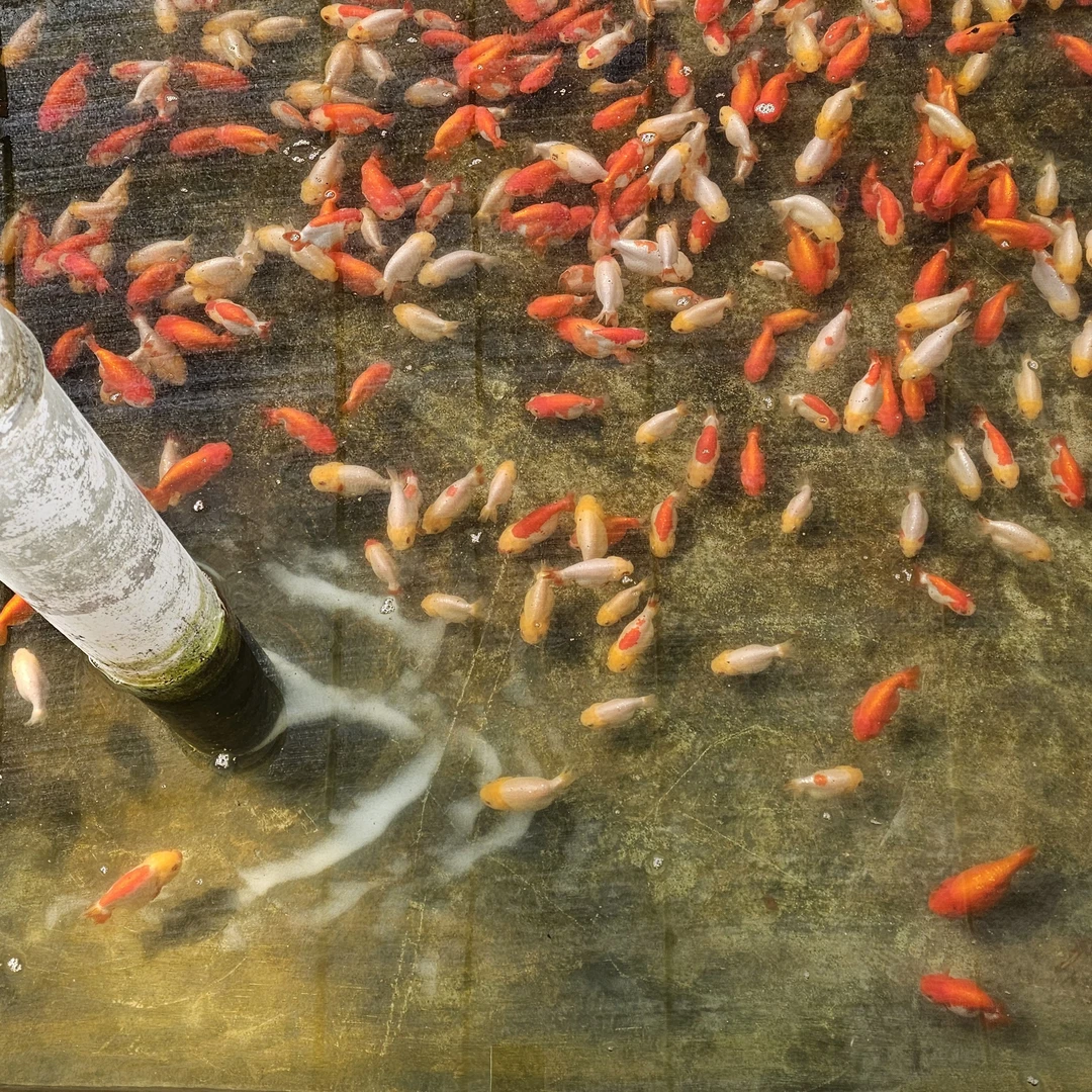 福利兰寿3条随机发，包邮包活（8到9cm）