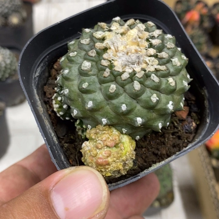 墨碟特价福利特价