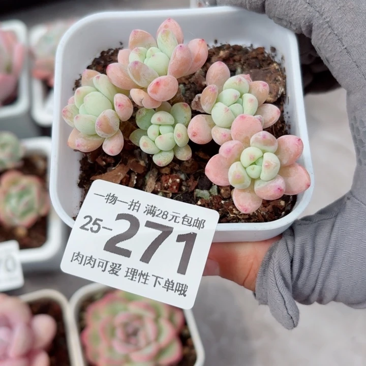 樱花罗琦多肉无盆土发货