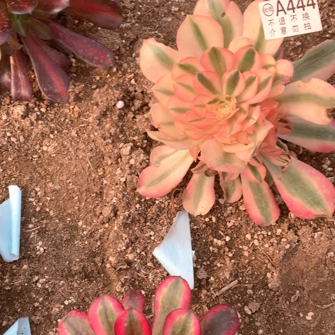 多肉植物植粉444