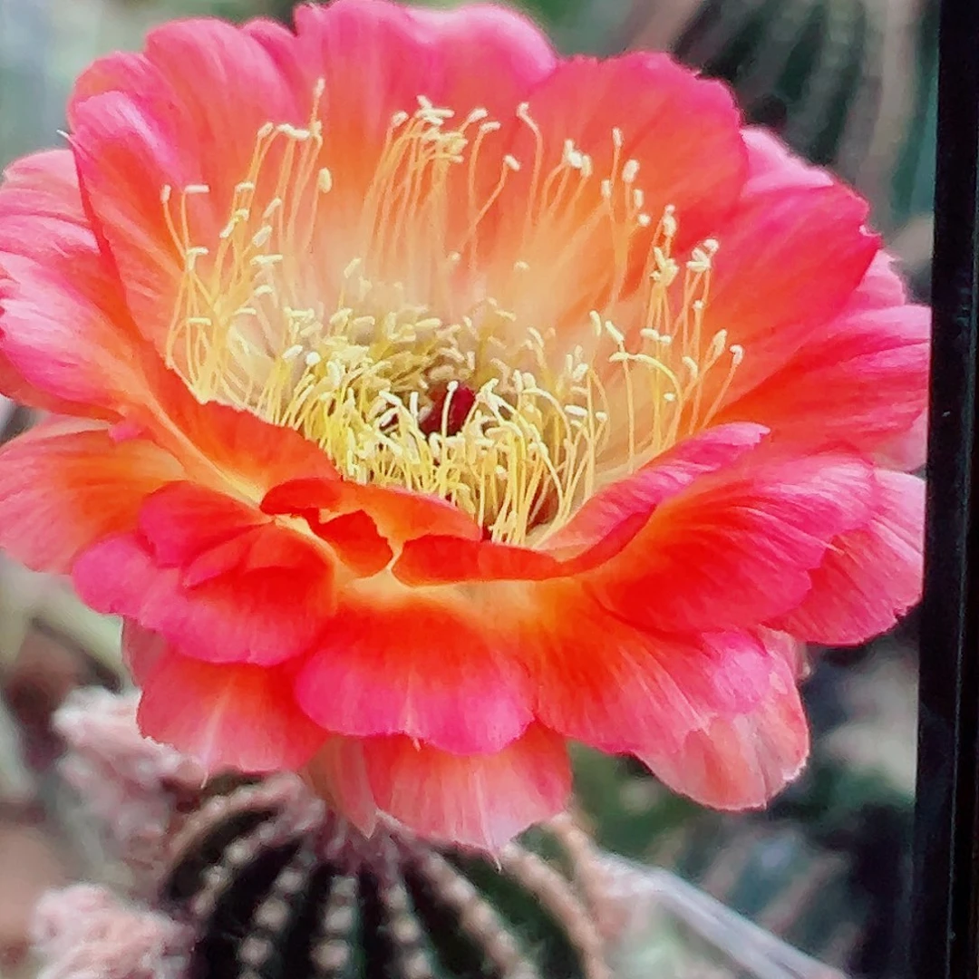 丽花 1537侧芽 满20包邮