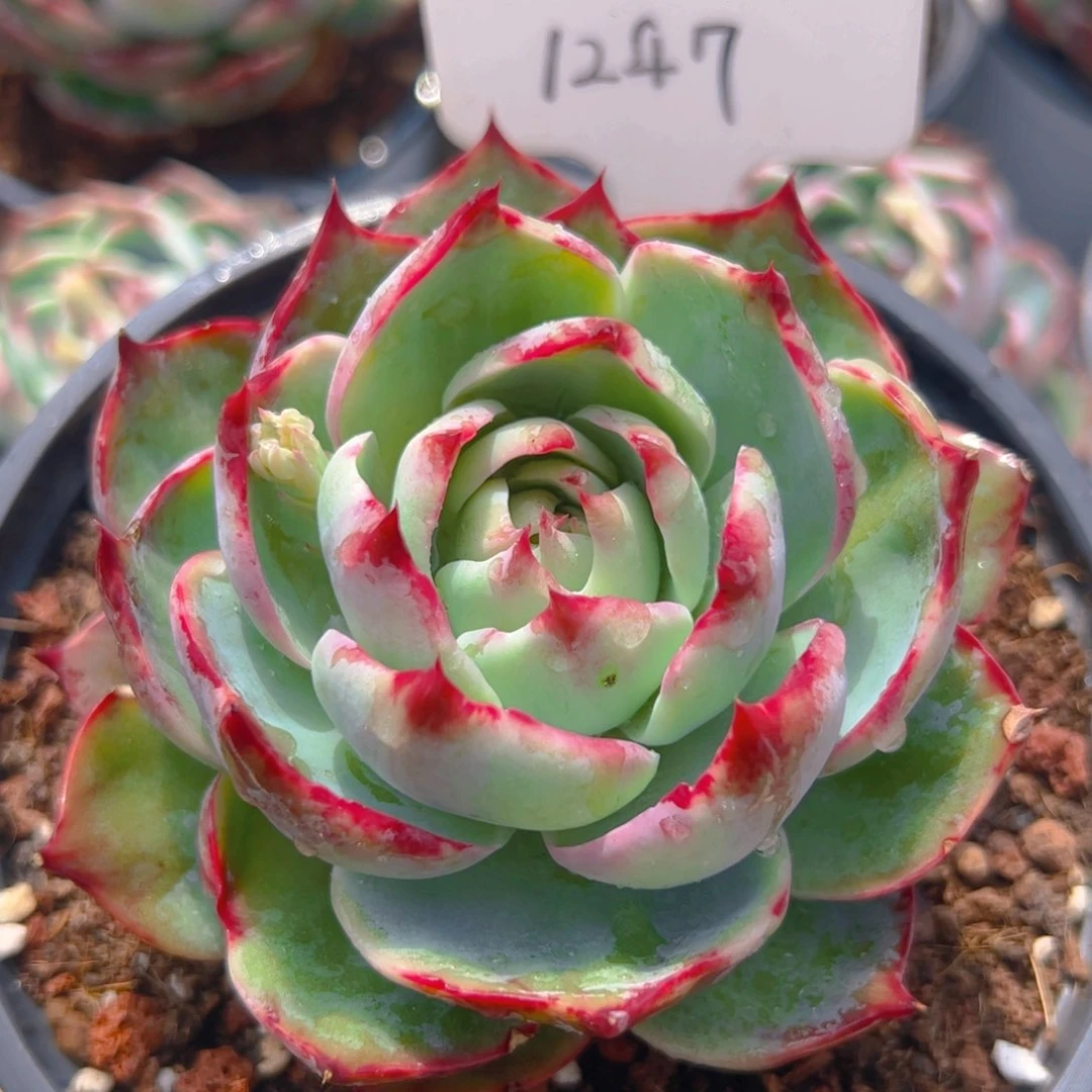 惊鸿仙子一物一拍1247号