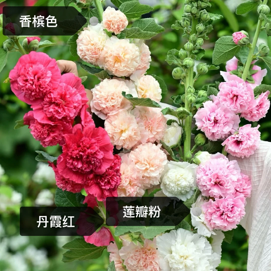 【两盆两色！蜀葵】可地栽！春日小可爱阳台盆栽