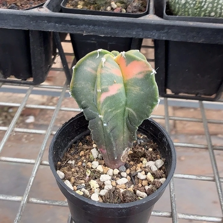 实生鸾凤玉锦3仙人球