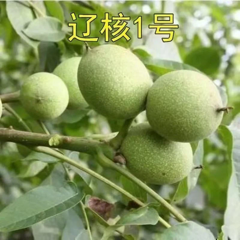 嫁接纸皮核桃树果苗辽核一号薄壳耐寒核桃苗南方北方种植当年结果