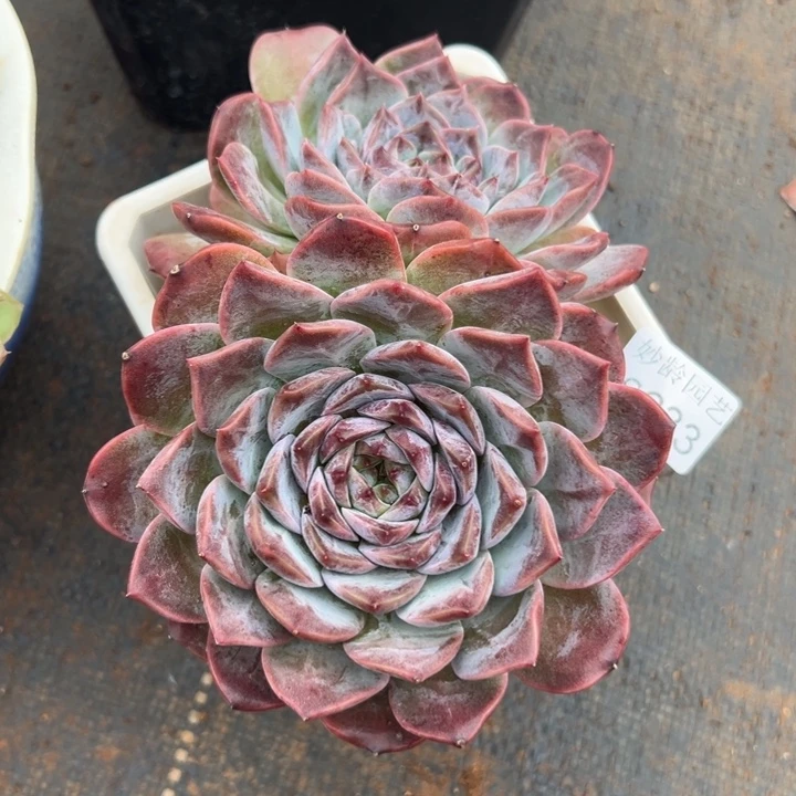 一***安8233杂交多肉植物基地