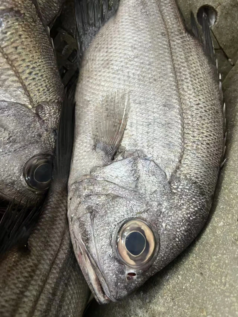 大眼鲷--顺丰发货/保鲜不保活