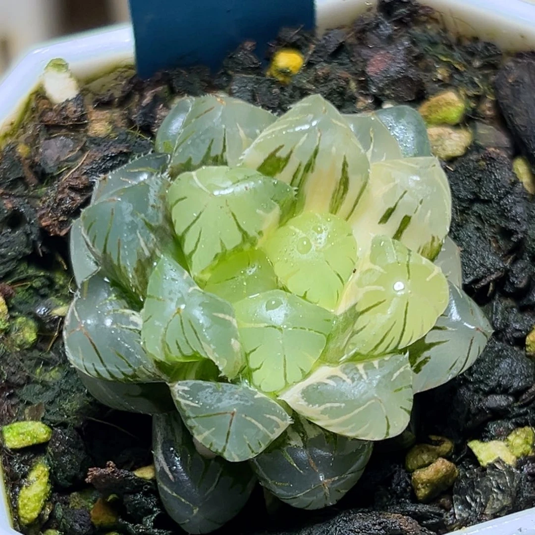 半**殇恭喜发财大吉大利0224