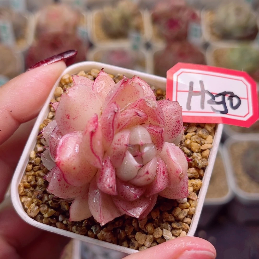 H250一物一拍 波子汽水