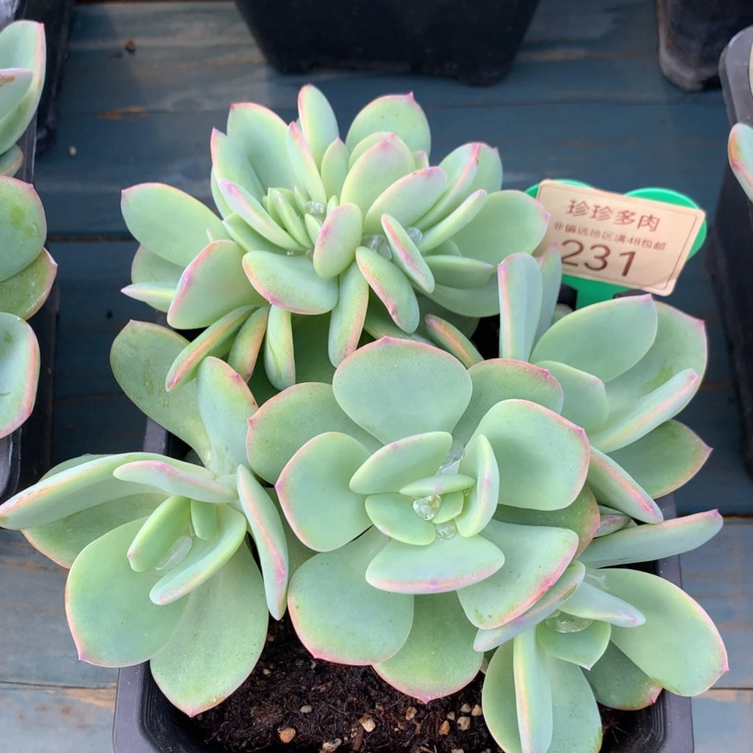 雪凤朵朵树一物一拍231