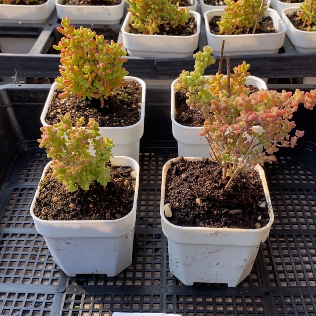 枝干番杏多肉植物586