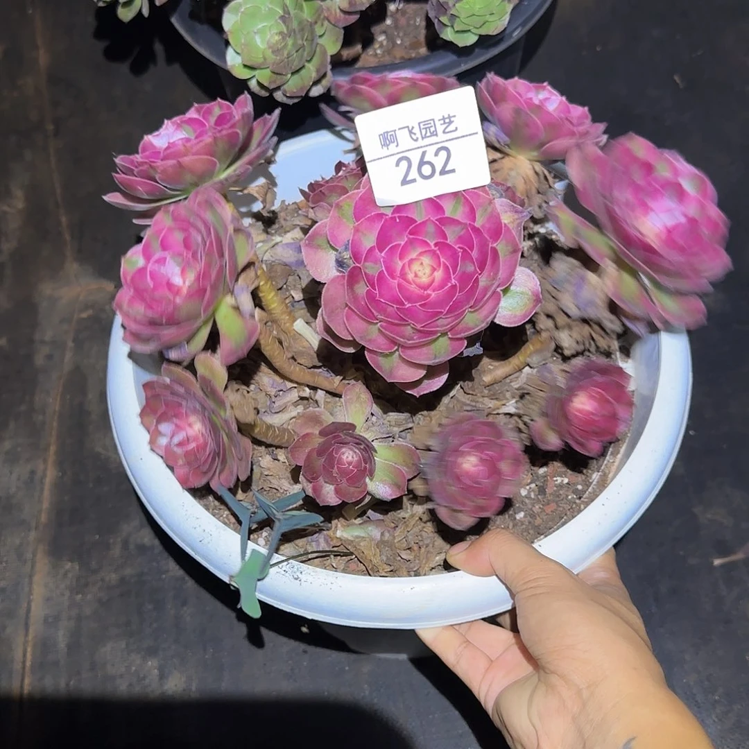 262多肉 荔枝福利法师