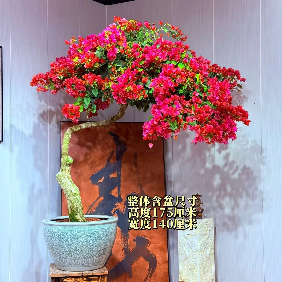 【与心园艺】暗斑夕阳红精品老桩三角梅盆景