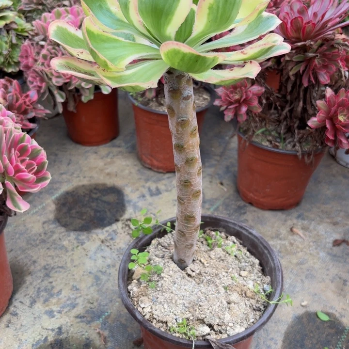 瑞妈多肉园艺884-