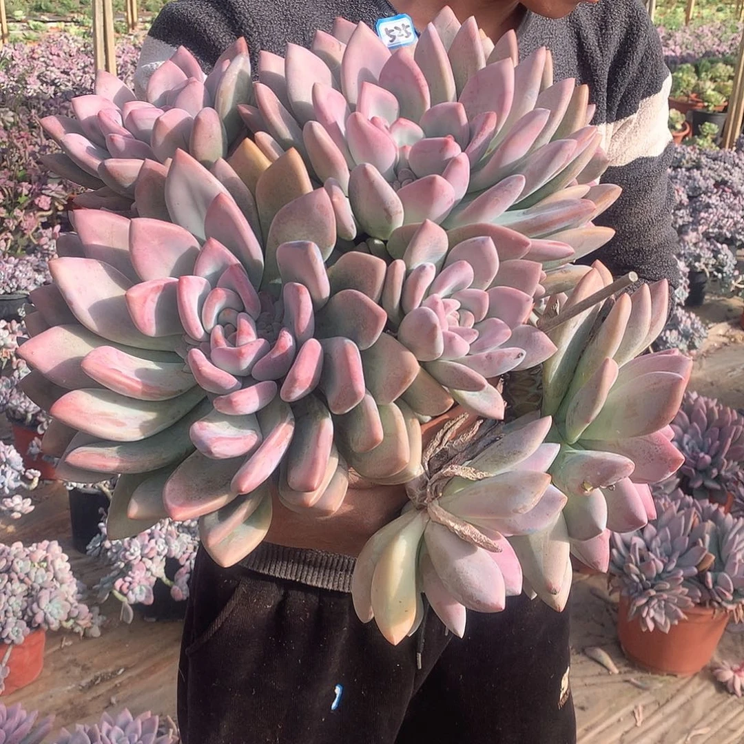 525 奥普 一物一拍