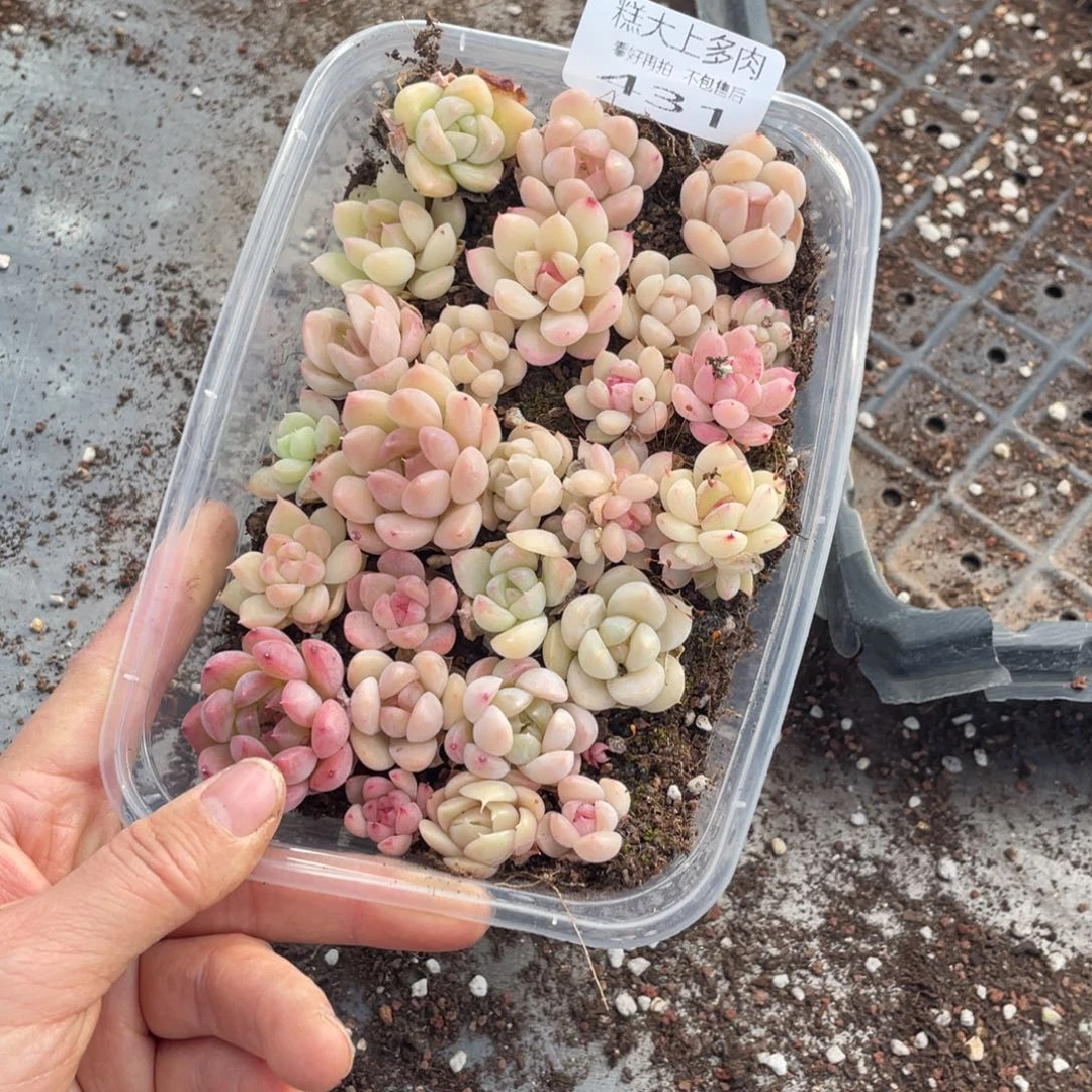 糕大上多肉植物431