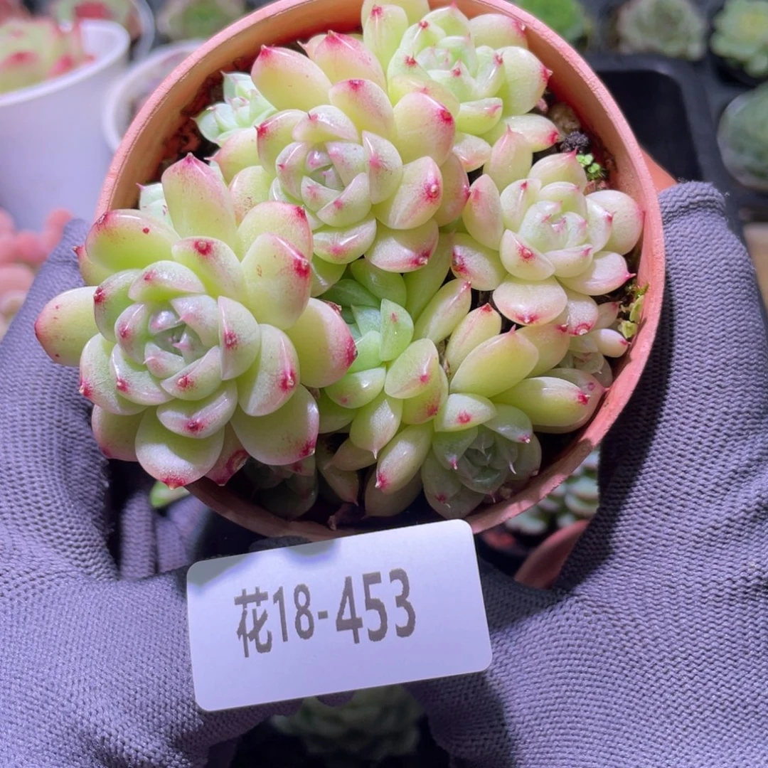 花利美18-453麦秆群