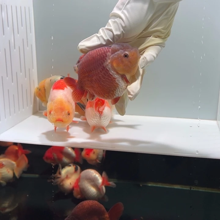 金鱼7玉面紫袍微前倾