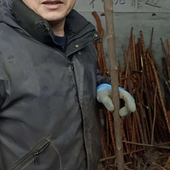 稳定木莲****心贵州檬子木   铁马鞭   根艺  半成品