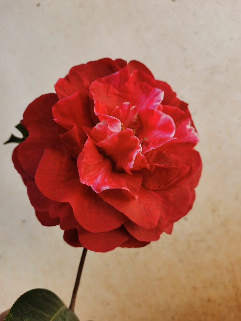 云南山茶花 玉带紫袍 靠接两年苗 带花苞 基地直发 可实拍选苗