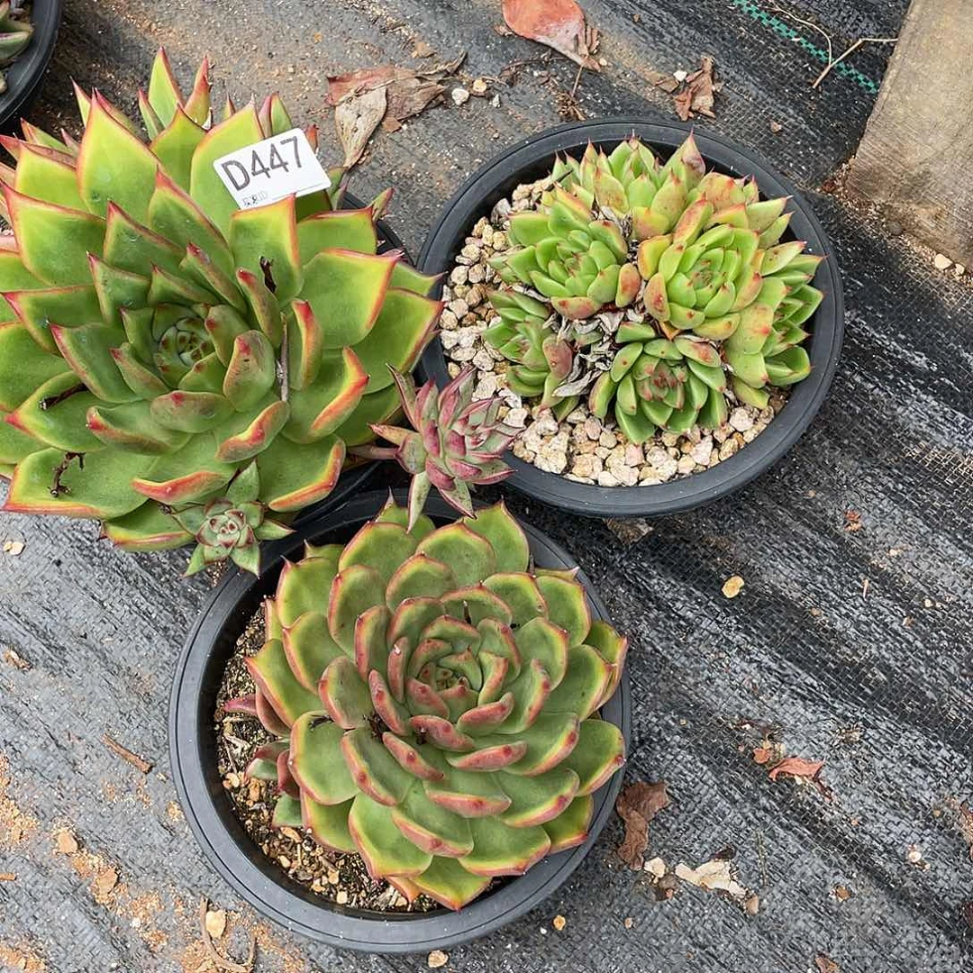 若如东云组拍D447