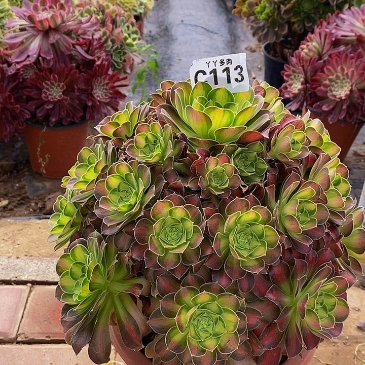 多肉植物韶华113