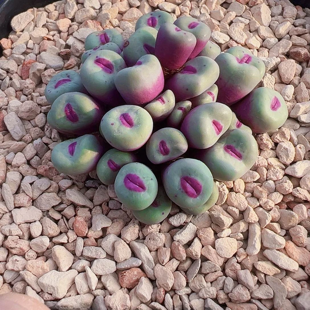 无花朵1380B 40+头，多年群。