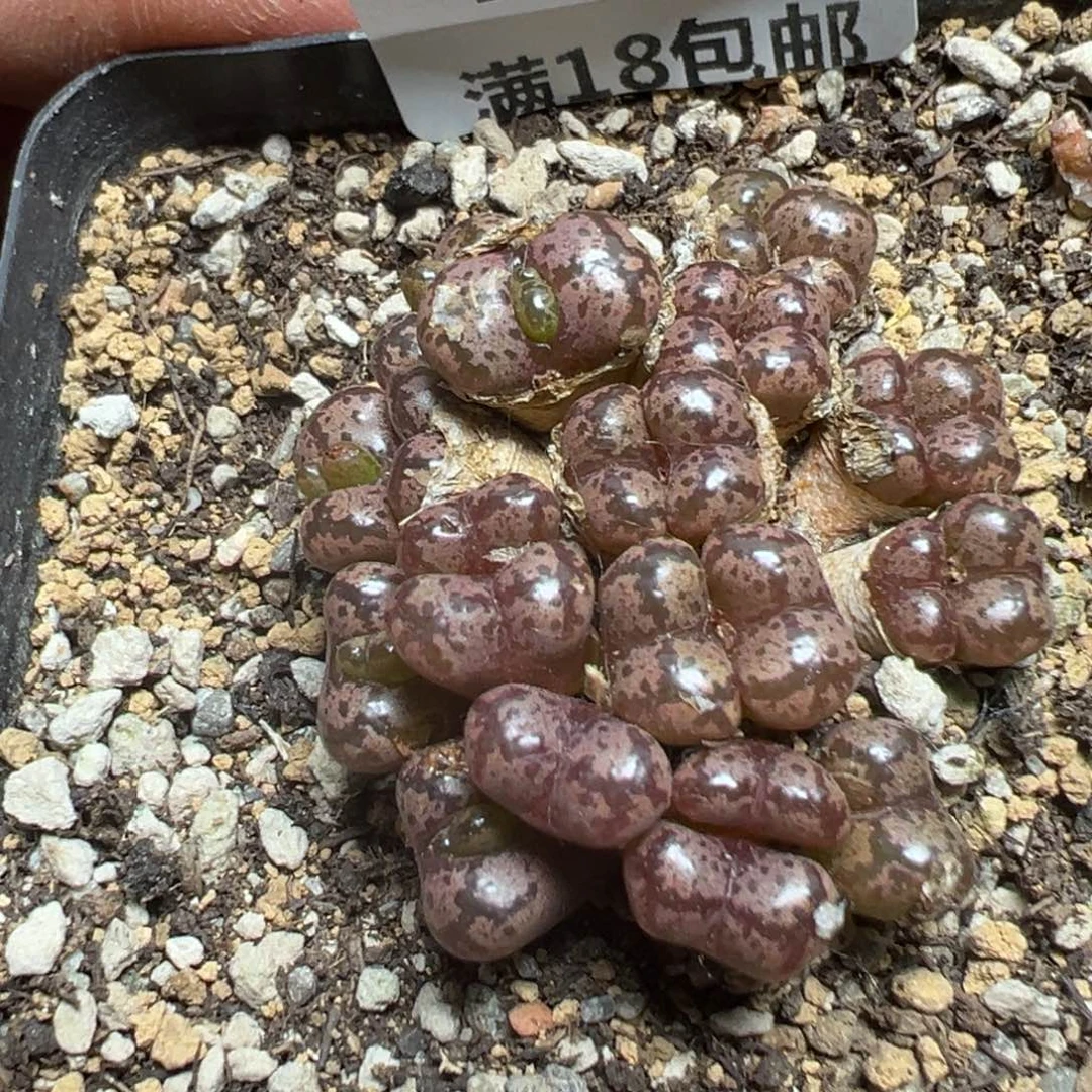 【闪购商品】 419。